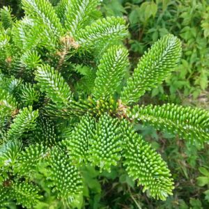 ABIES FRASERI