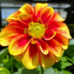 DAHLIA DALAYA `RED + YELLOW`