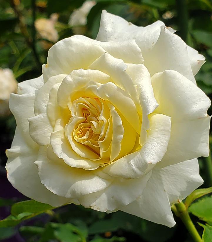 Finesst Roses ROSA `THE FINEST` | Bayside Garden Center