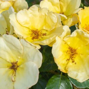 ROSA `EASY BEE-ZY KNOCK OUT` - TREE 24