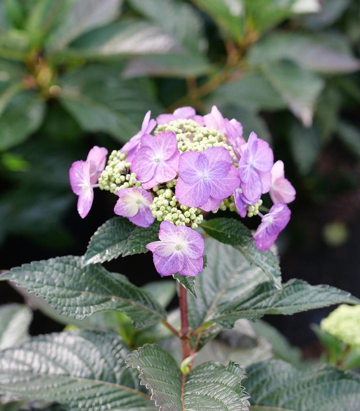 HYDRANGEA M.S. `TUFF STUFF TOP FUN` | Bayside Garden Center