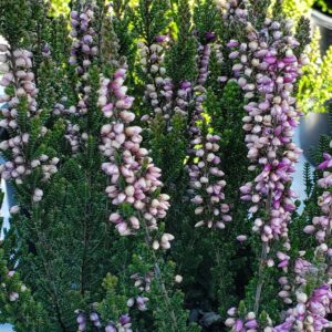 CALLUNA VULGARIS BEAUTY LADIES `LUCA` (PURPLE)