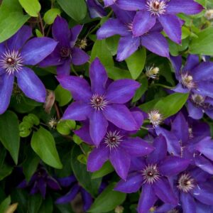 CLEMATIS `THE PRESIDENT`