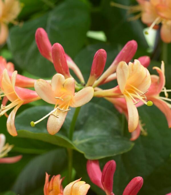 LONICERA X `CORAL STAR`