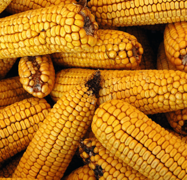 Corn Cobb