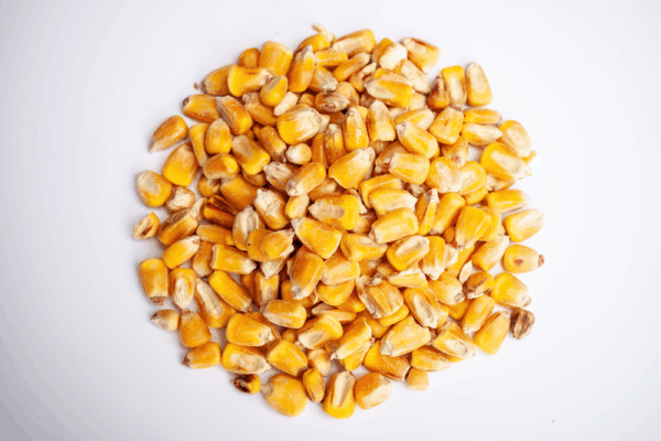 Shelled Corn Bird Seed