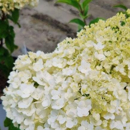 Hydrangea paniculata 'Ilvobo' PP22782 - Proven Winners® Color Choice® Bobo® Hydrangea - Image 5