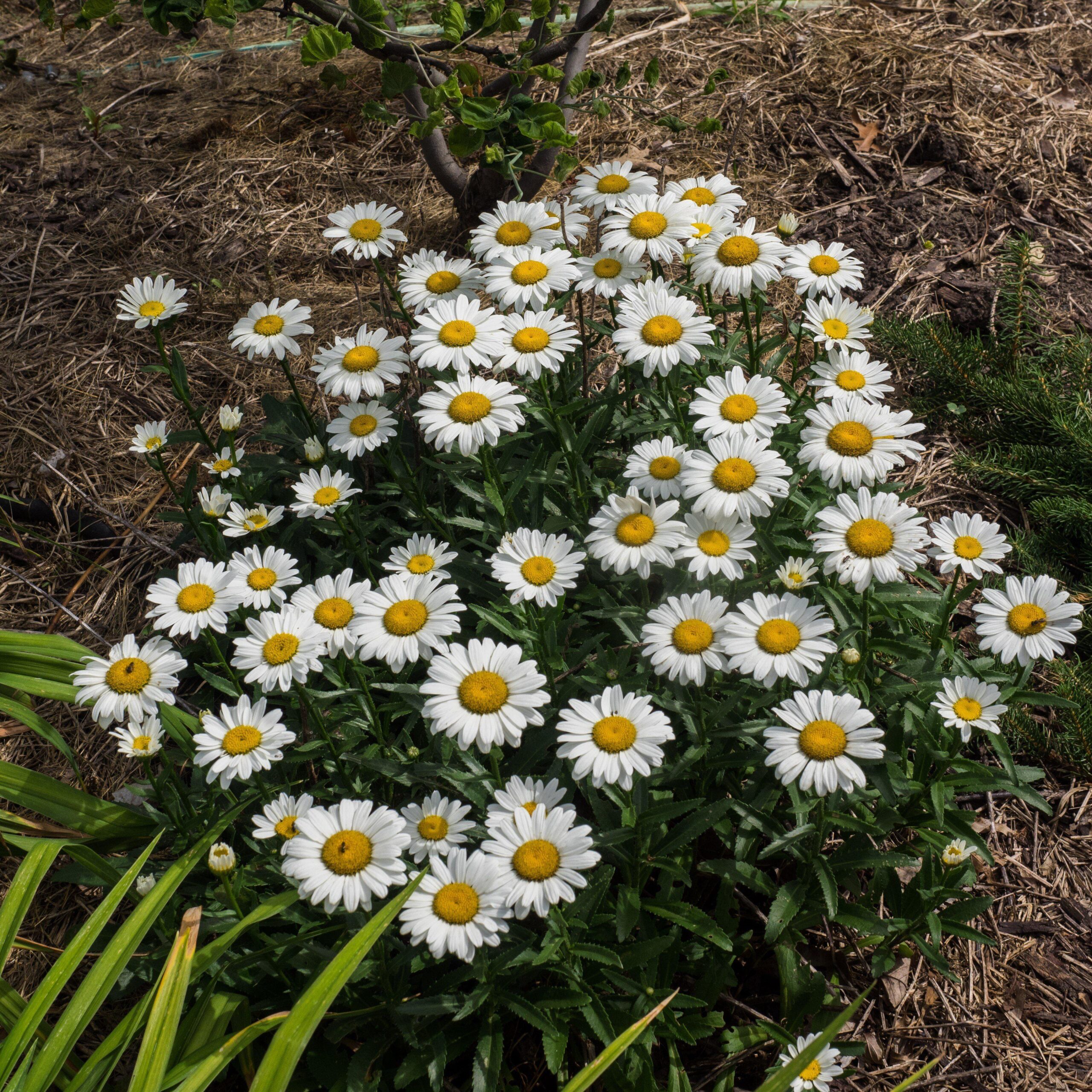 Leucanthemum x superbum 'Snowcap' - Snowcap Shasta Daisy - Image 4