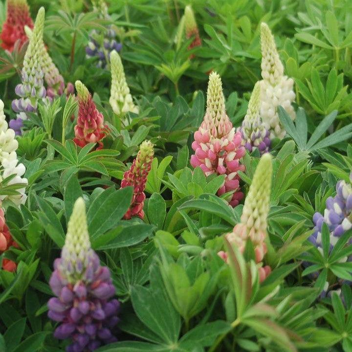 Lupinus 'Russell Hybrids Mix' - Russell Hybrids Mix Lupine