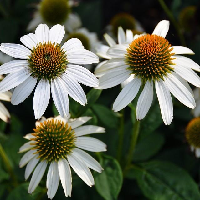 Echinacea purpurea 'PowWow White' - PowWow® White Echinacea, Coneflower - Image 5