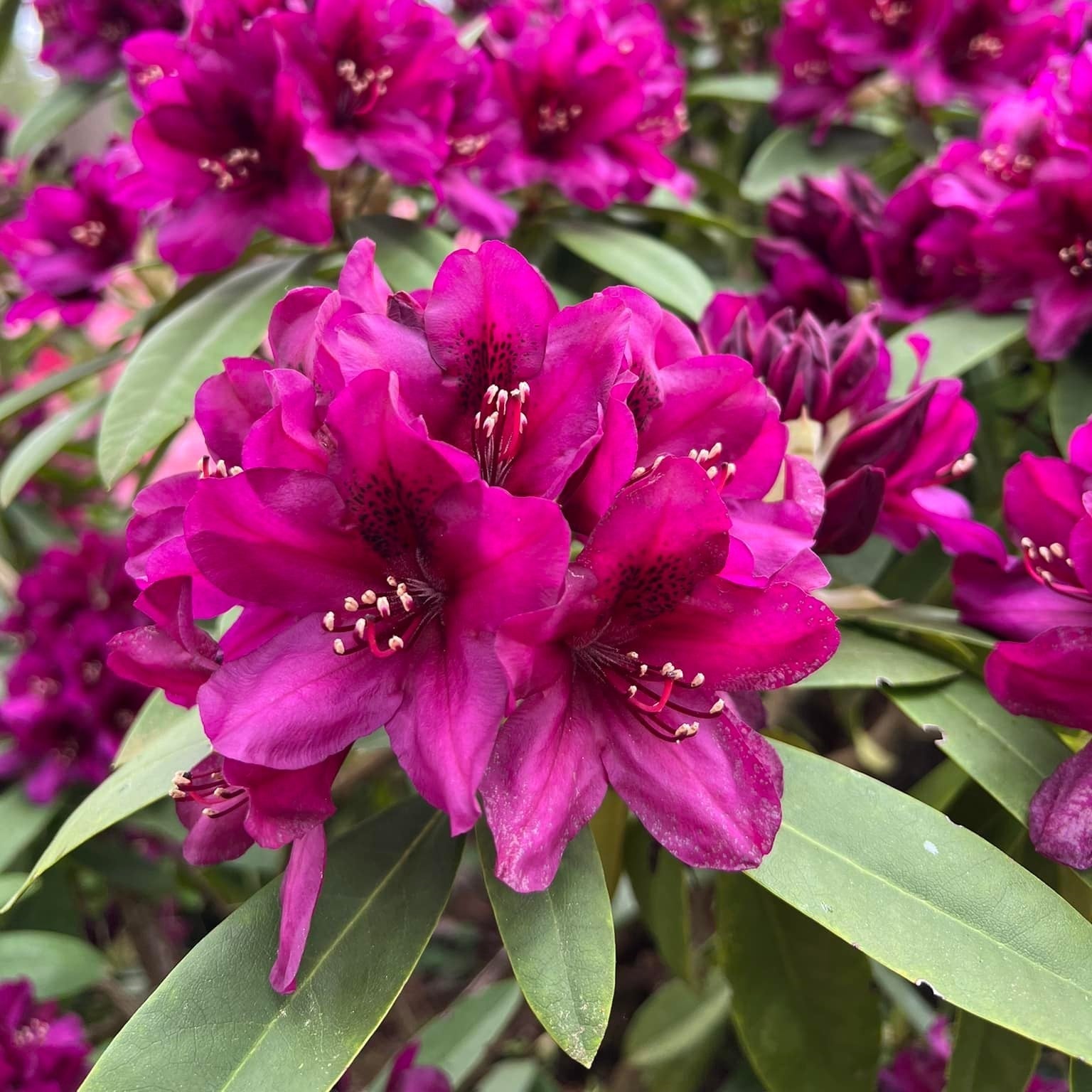 Rhododendron 'Polarnacht' - Polarnacht Rhododendron