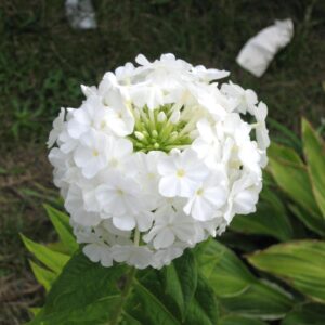Phlox paniculata 'Volcano White'  - Volcano White Phlox