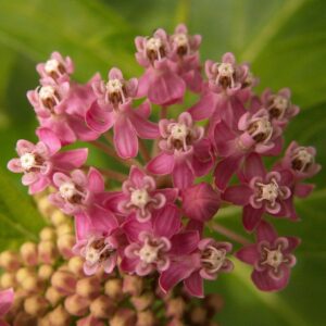 Asclepias incarnata  - Swamp Milkweed, Rose Milkweed