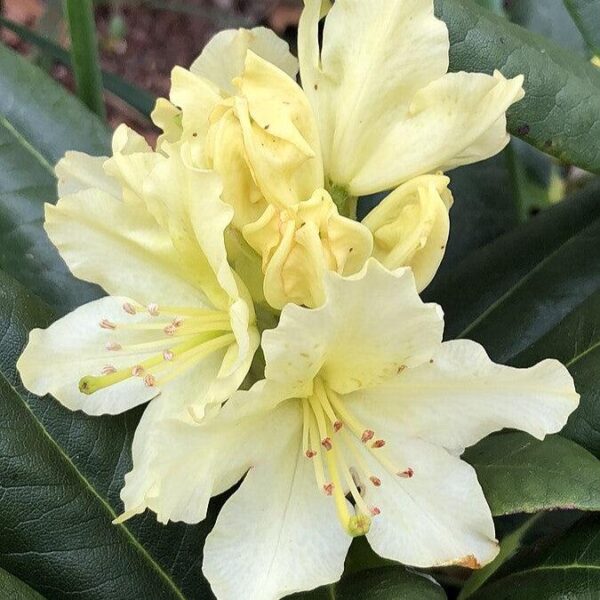 Capristano Rhododendron Rhododendron ‘Capistrano’ - Capistrano Rhododendron | Bayside Garden Center