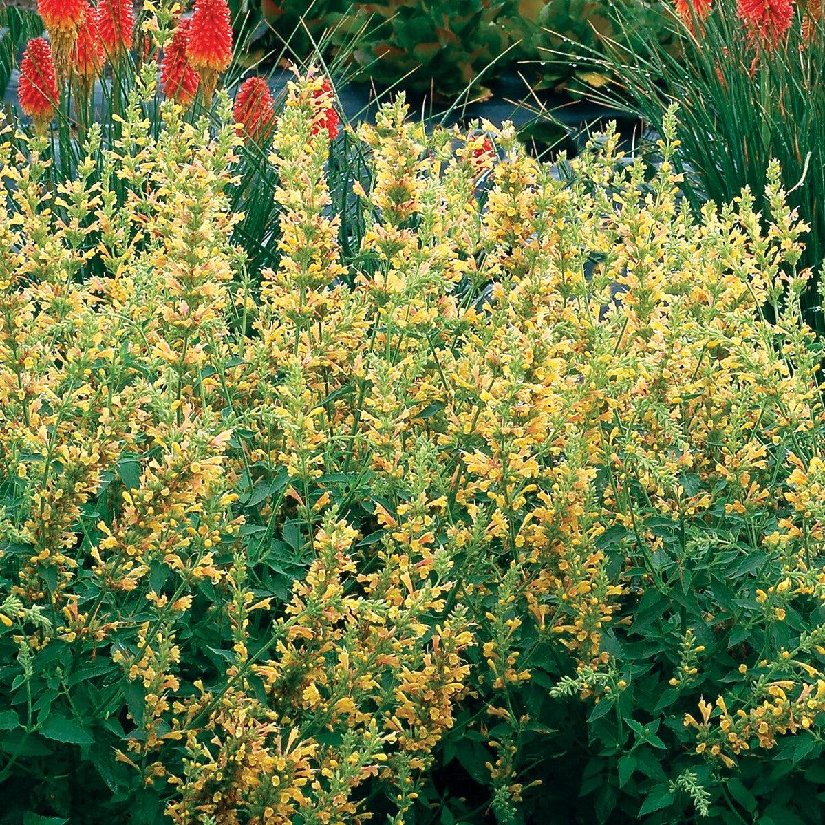 Agastache ‘Kudos Yellow’ - Kudos™ Yellow Hummingbird Mint, Hyssop - Image 4
