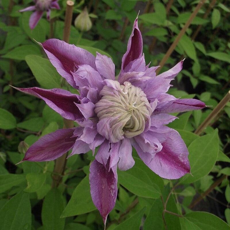 Clematis 'Evijohil' - Josephine™ Clematis - Image 3