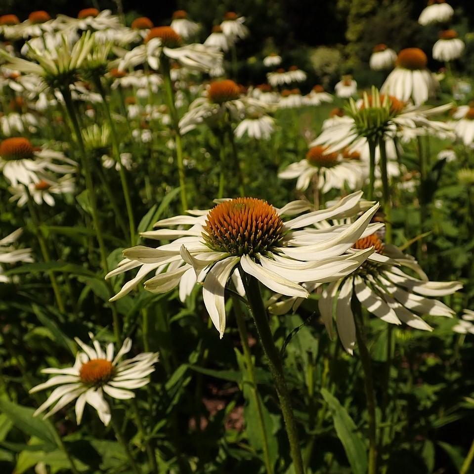 Echinacea purpurea 'White Swan' - White Swan Echinacea, Coneflower - Image 5