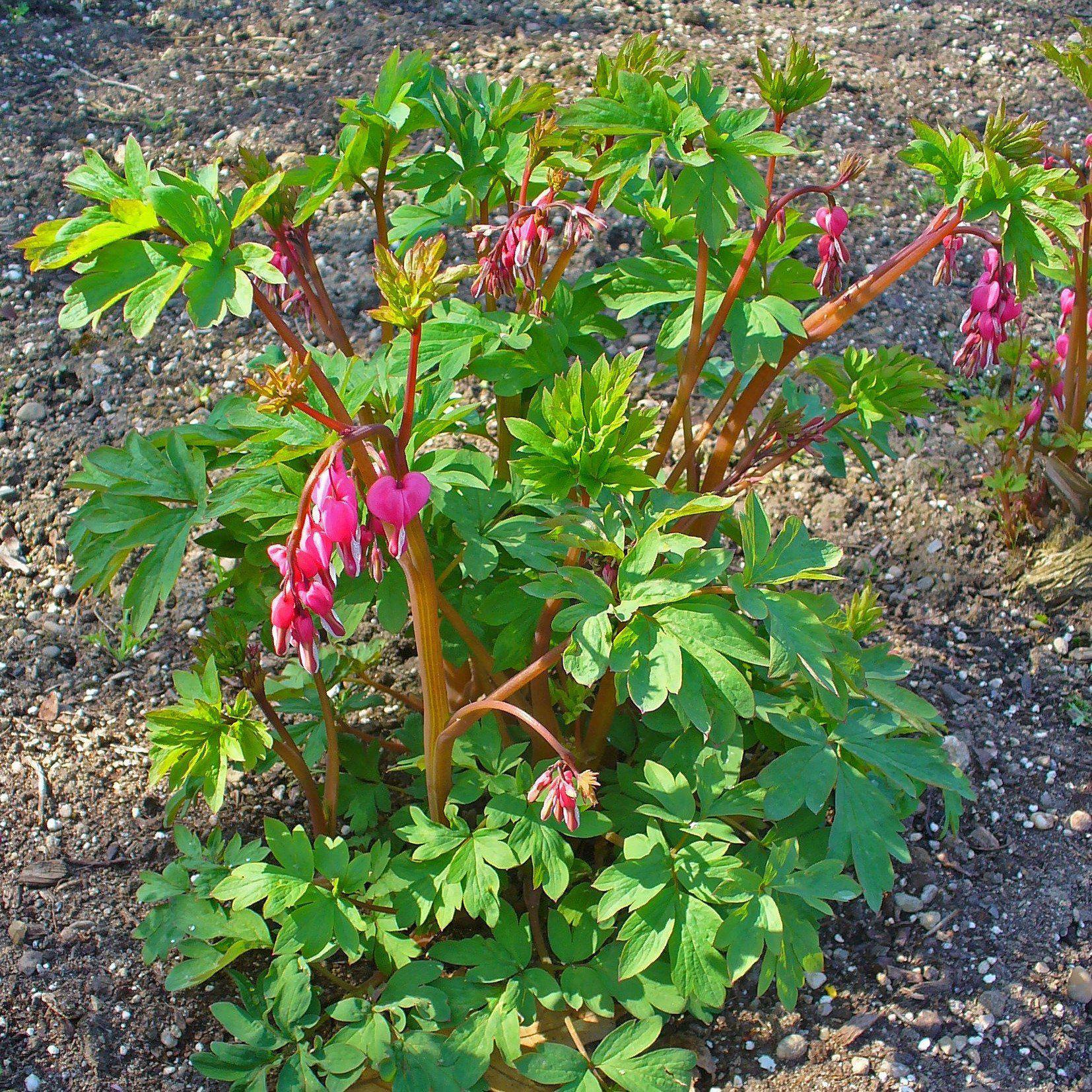 Dicentra spectabilis - Asian Bleeding Heart - Image 2