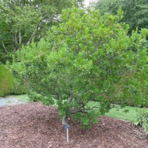 Myrica pensylvanica  - Northern Bayberry