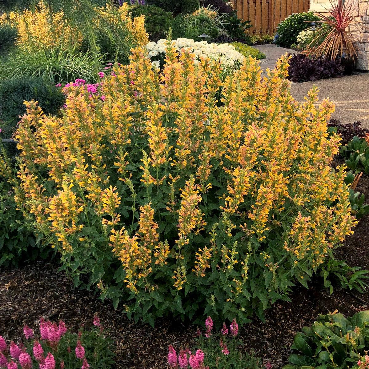 Agastache ‘Kudos Yellow’ - Kudos™ Yellow Hummingbird Mint, Hyssop - Image 6