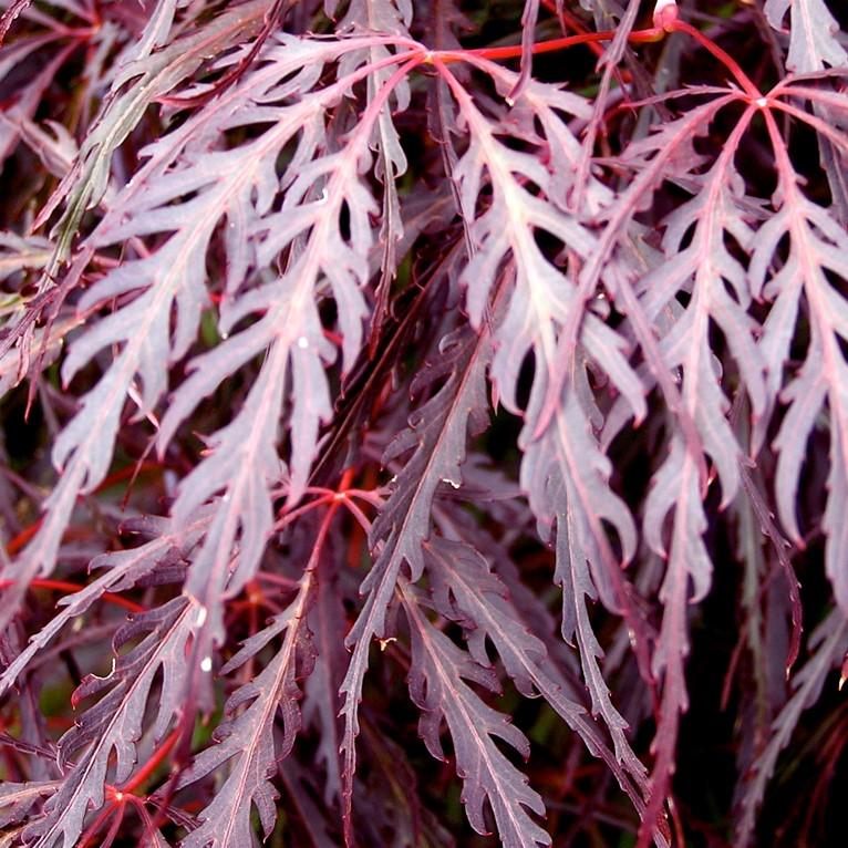 Acer palmatum var. dissectum 'Crimson Queen' - Crimson Queen Japanese Maple - Image 2