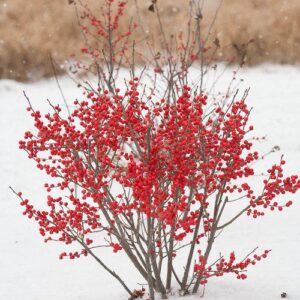 Ilex verticillata 'FarrowBPop' USPP 25,83  - Berry Poppins® Winterberry