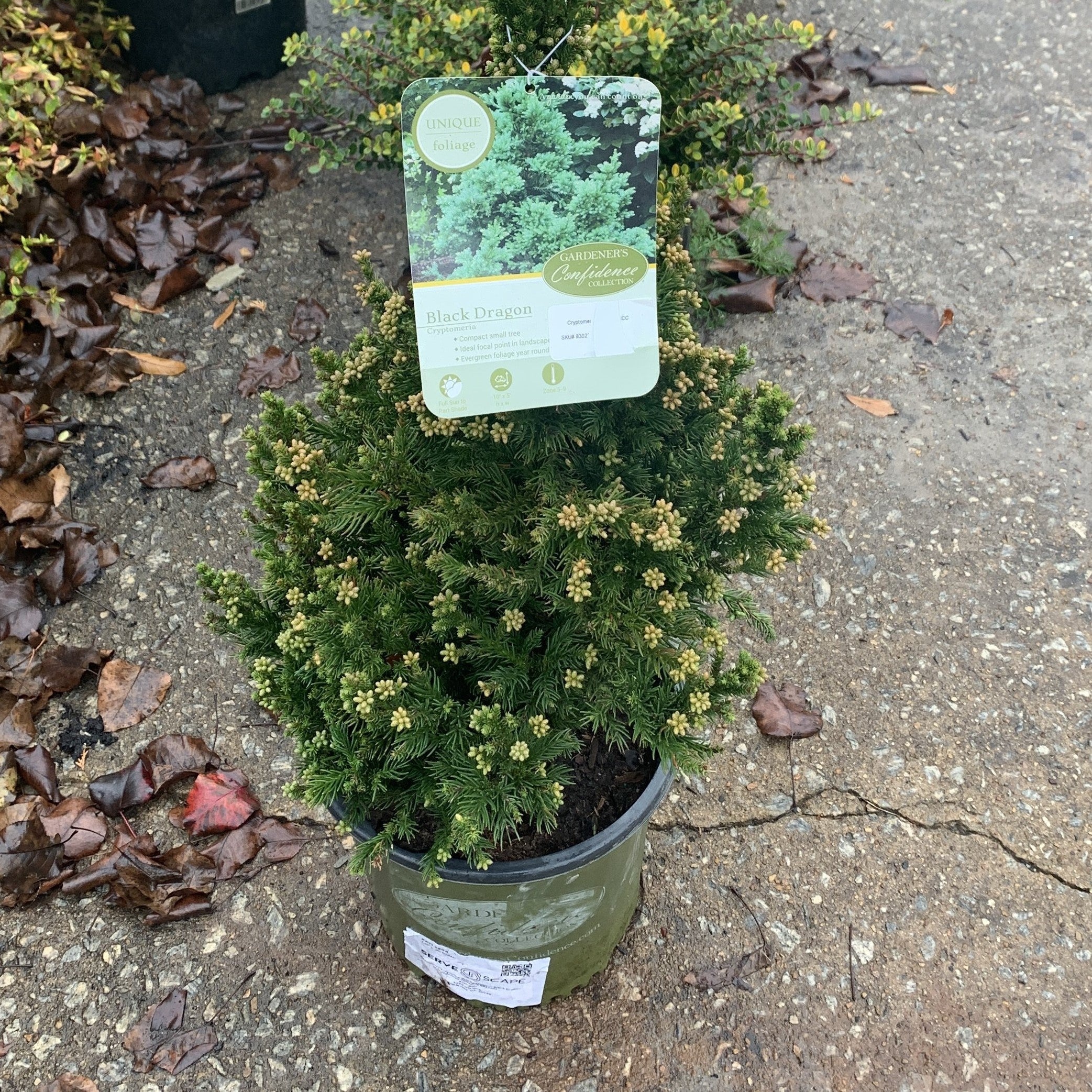 Cryptomeria japonica 'Black Dragon' - Black Dragon Japanese Cedar - Image 6