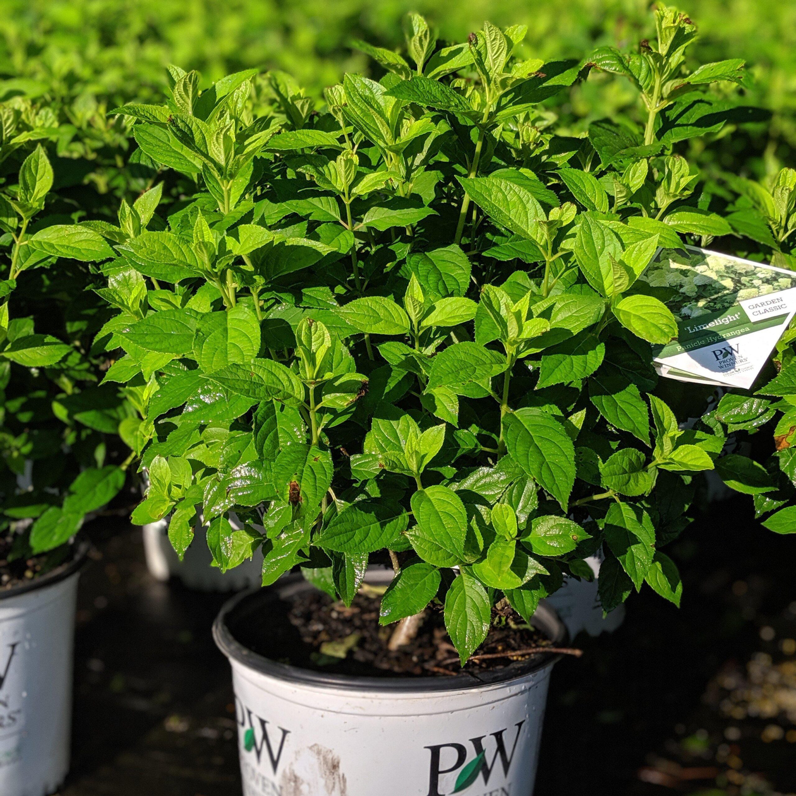 Hydrangea paniculata 'Limelight' - Proven Winners® Limelight® Hydrangea - Image 4