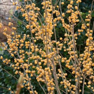 Ilex verticillata 'Roberta Case'  - Berry Heavy® Gold Winterberry
