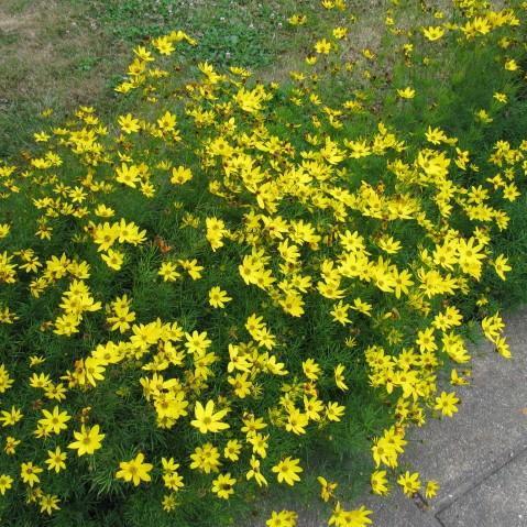Coreopsis verticillata 'Zagreb' - Zagreb Threadleaf Tickseed - Image 2