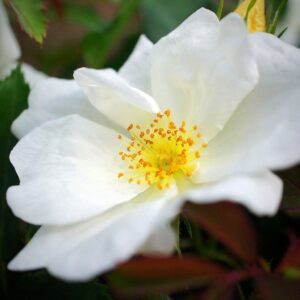 Rosa ‘Radwhite’ PP#20,273  - White Knock Out® Rose