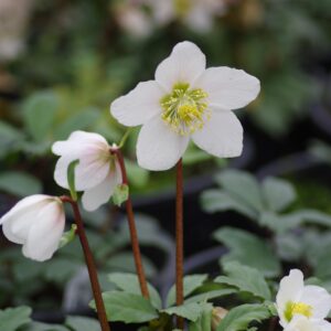 Helleborus niger 'HGC Jacob' PP17,799  - HGC® Jacob Christmas Rose