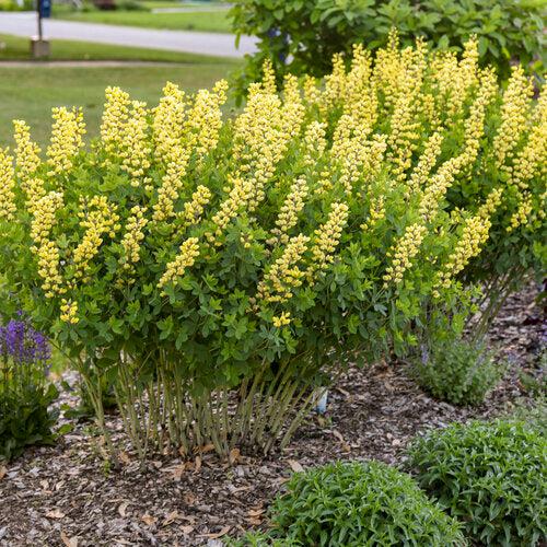 Baptisia 'Lemon Meringue' - Decadence® Lemon Meringue Baptisia - Image 6