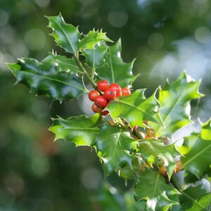 Ilex x meserveae 'Mesog'  - China Girl® Holly