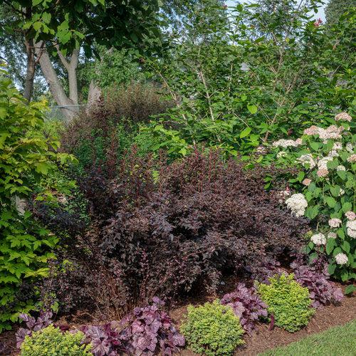 Spiraea betulifolia 'Tor Gold' - Glow Girl® Birchleaf Spirea - Image 5