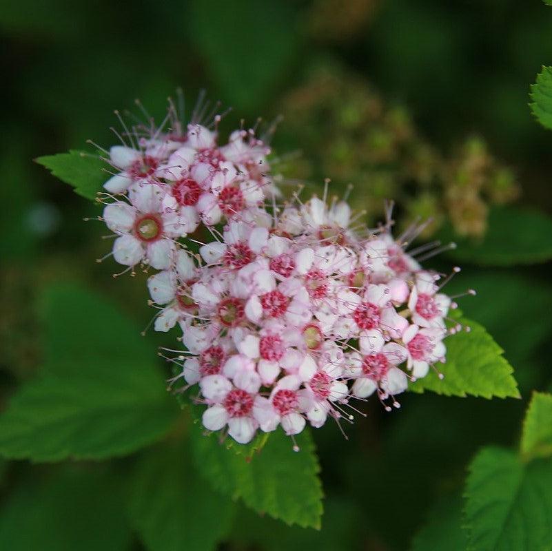 Spiraea japonica 'Little Princess' - Little Princess Spirea - Image 3