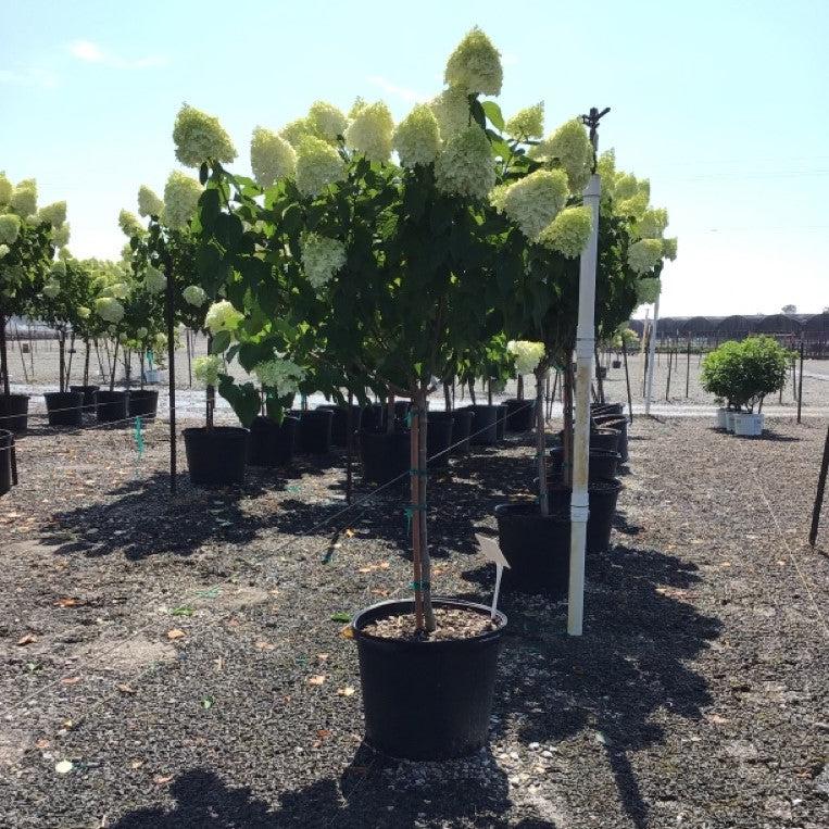 Hydrangea paniculata 'Limelight' - Proven Winners® Limelight® Hydrangea - Image 6