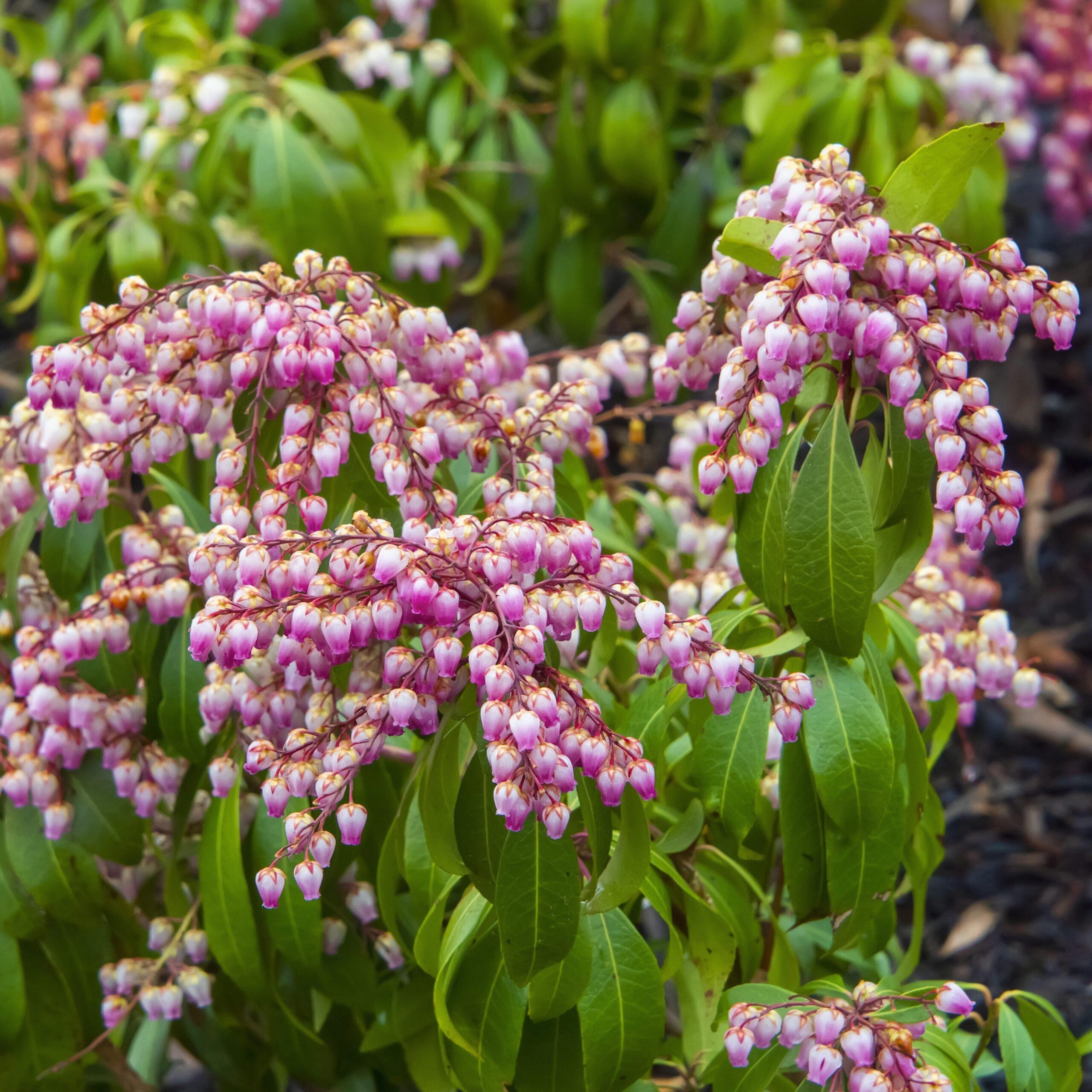 Pieris japonica 'Katsura' - Katsura Pieris