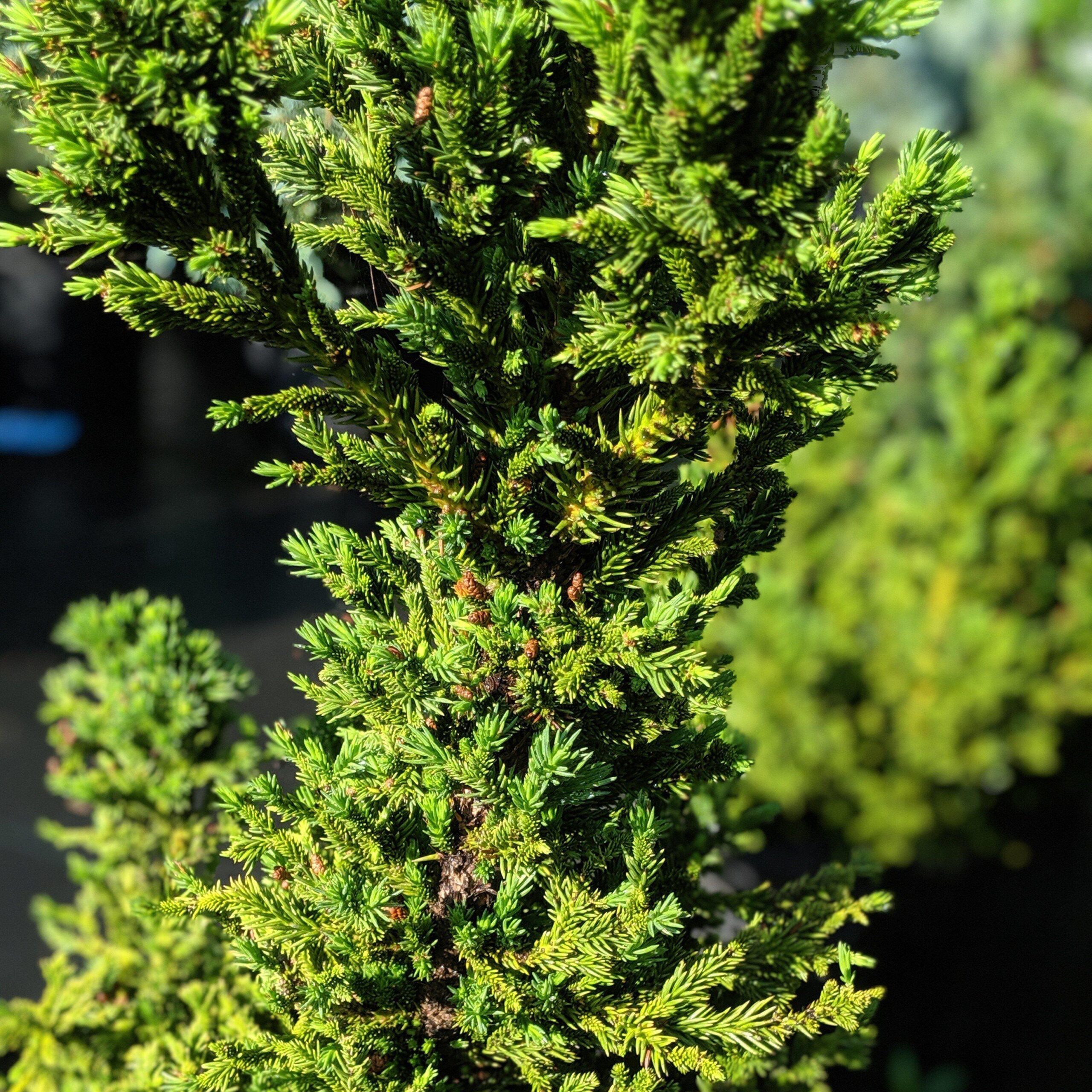 Cryptomeria japonica 'Black Dragon' - Black Dragon Japanese Cedar - Image 5