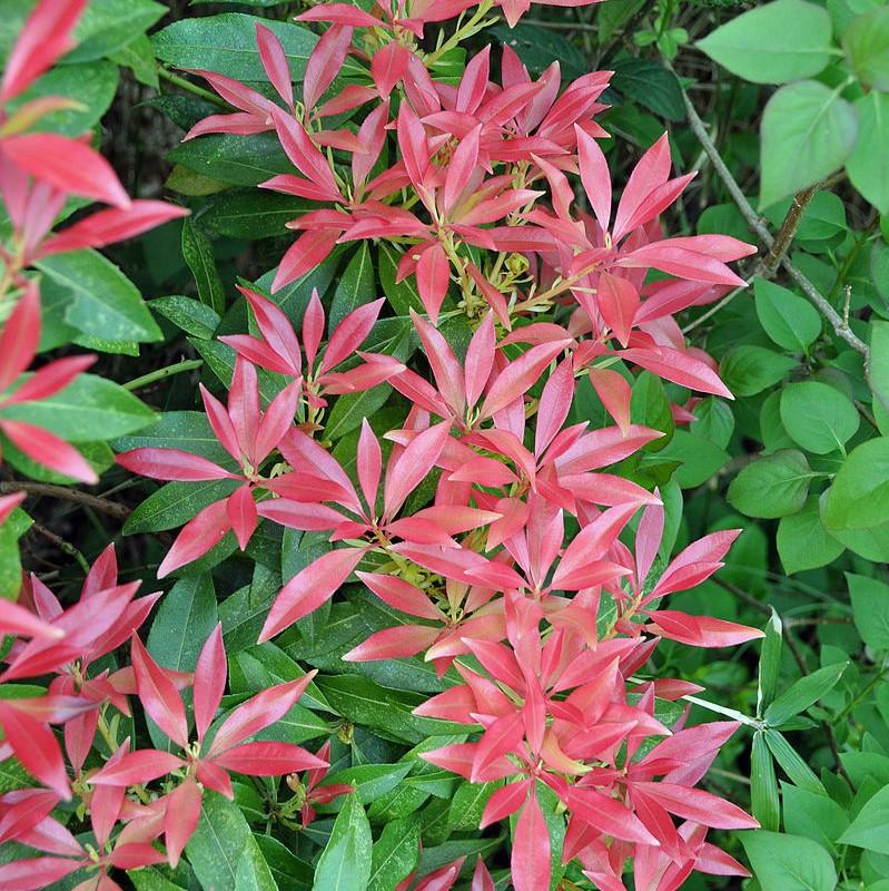 Pieris japonica 'Katsura' - Katsura Pieris - Image 3
