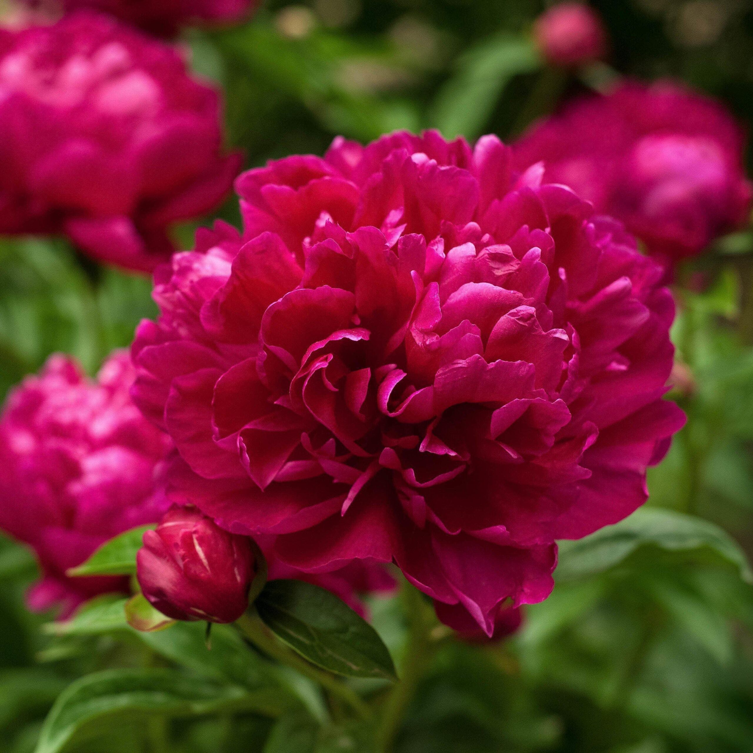 Paeonia lactiflora 'Karl Rosenfield' - Karl Rosenfield Peony