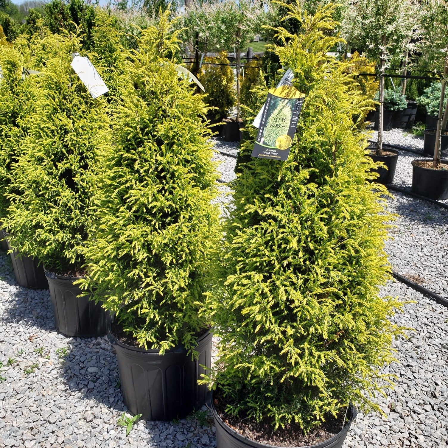 Juniperus communis 'Gold Cone' - Gold Cone Juniper