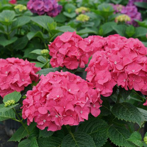 Hydrangea macrophylla 'SMNHMP' USPP 32,514 - Let's Dance® Big Band® Hydrangea - Image 5