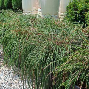 Thuja plicata 'Whipcord'  - Whipcord Red Cedar
