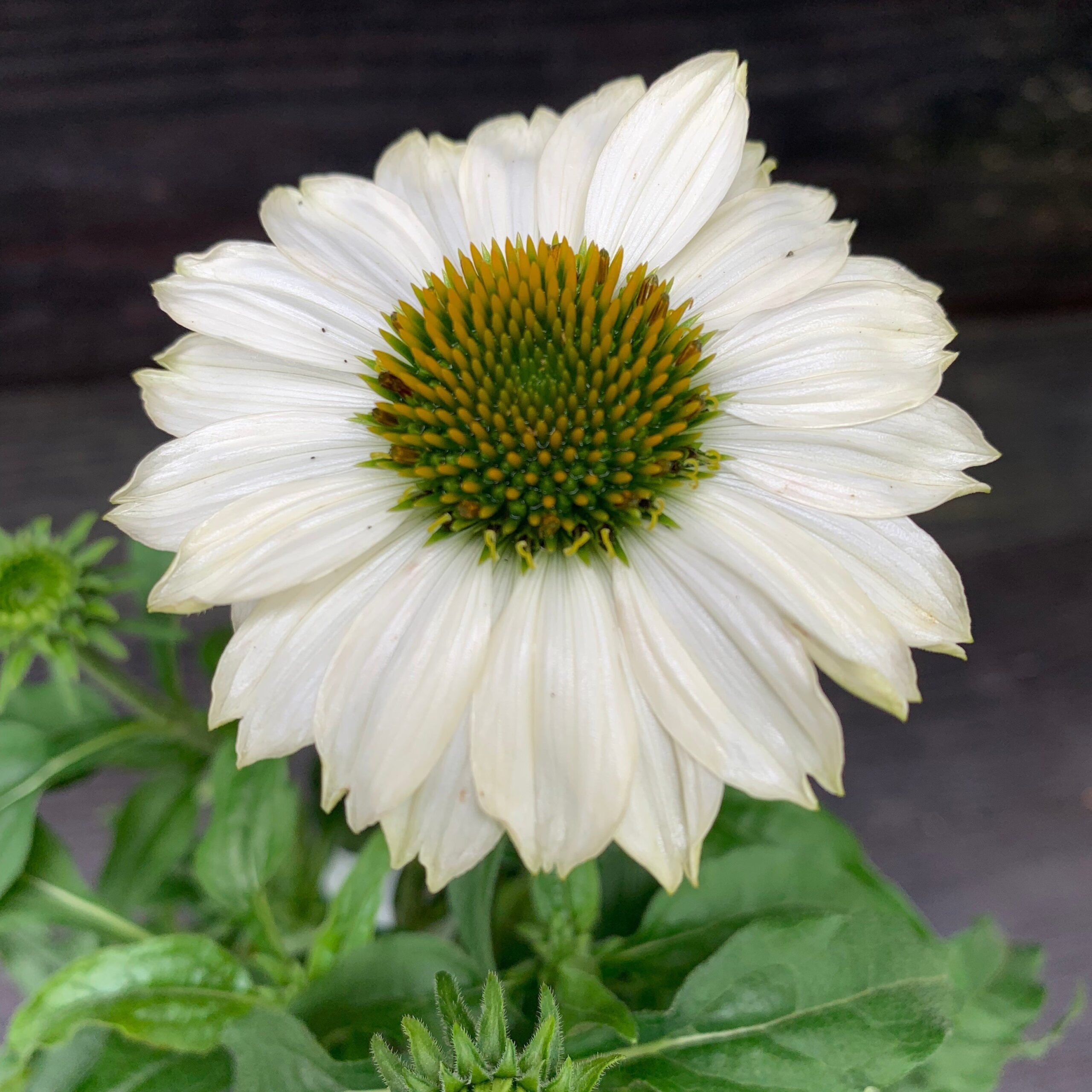 Echinacea purpurea 'PowWow White' - PowWow® White Echinacea, Coneflower