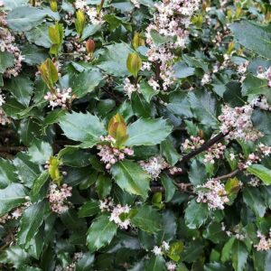 Ilex x meserveae 'Blue Prince'  - Blue Prince Holly