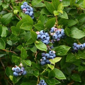 Vaccinium corymbosum 'Bluejay'  - Bluejay Blueberry