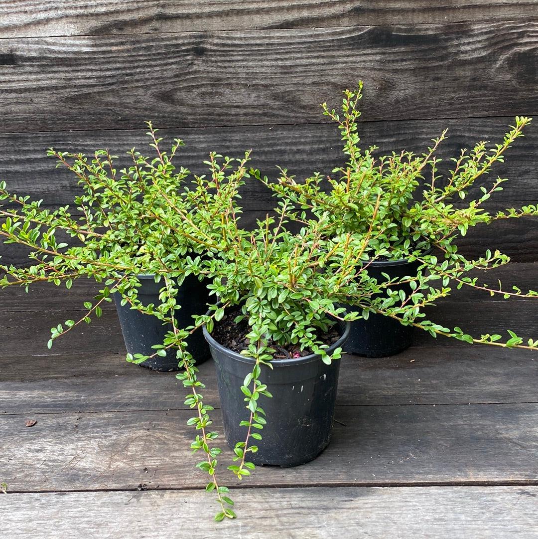 Cotoneaster dammeri 'Coral Beauty' - Coral Beauty Cotoneaster