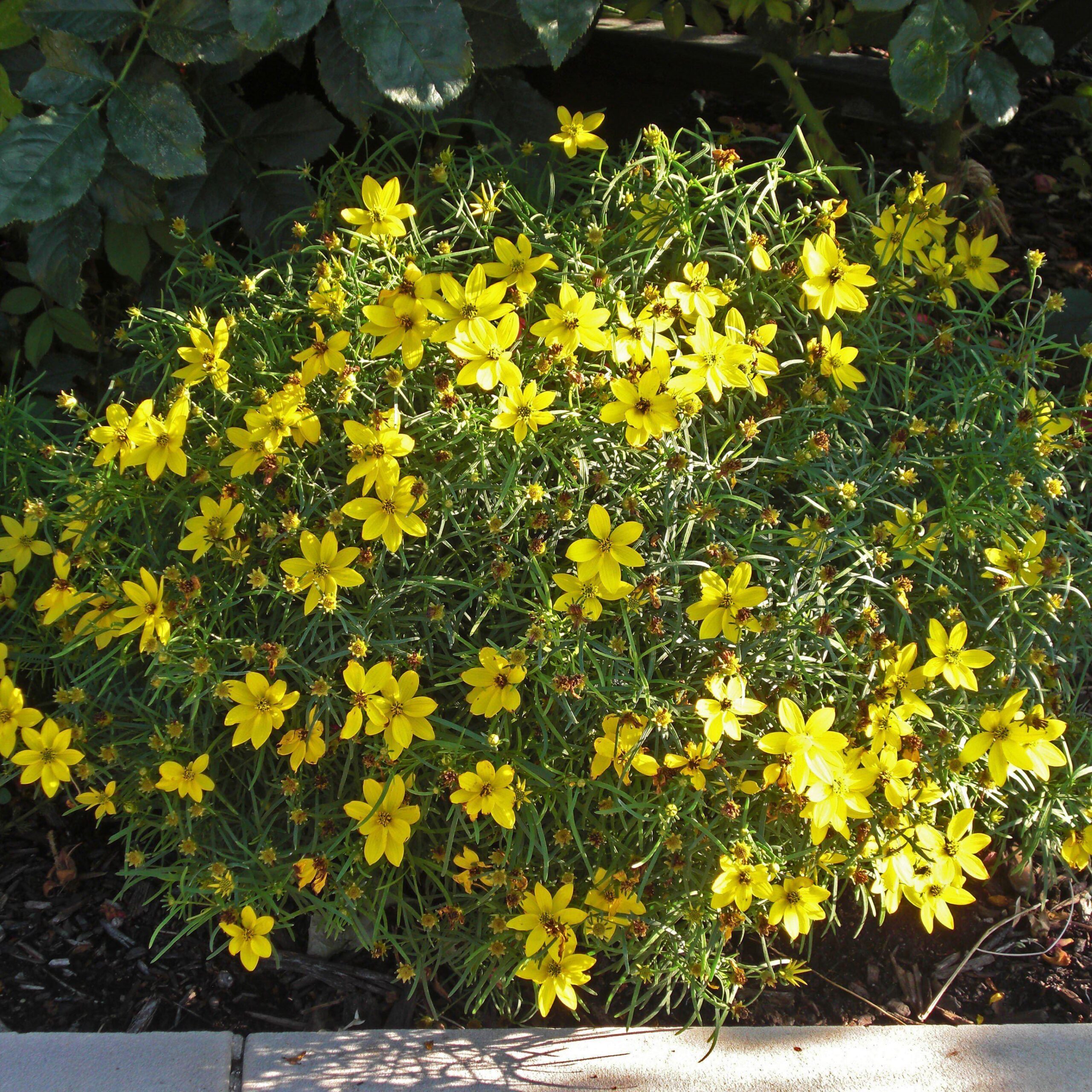 Coreopsis verticillata 'Zagreb' - Zagreb Threadleaf Tickseed - Image 3