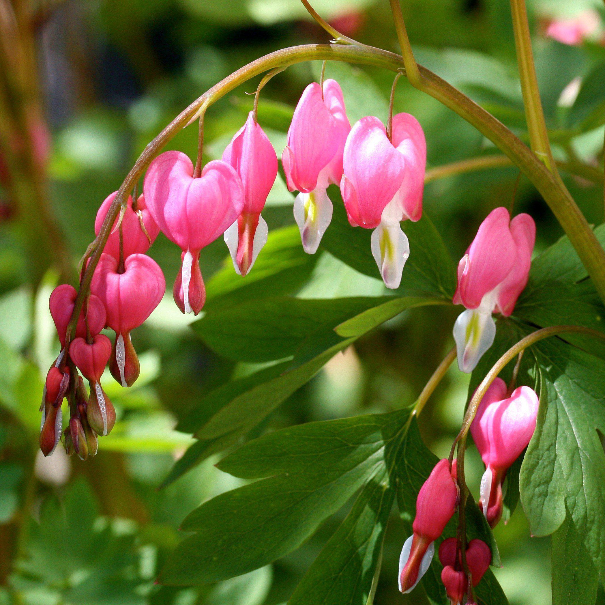Dicentra spectabilis - Asian Bleeding Heart - Image 3
